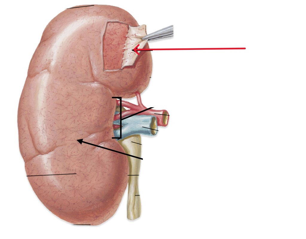 <p>Which part of the kidneys:</p><ul><li><p>Covers outer surface of the kidneys</p></li></ul><p></p>