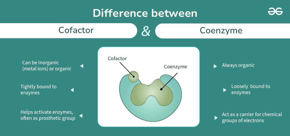 <p><span>Cofactors</span> are non-protein helper molecules required by enzymes to catalyze chemical reactions, while <span>coenzymes</span> are a specific organic subset of cofactors</p>