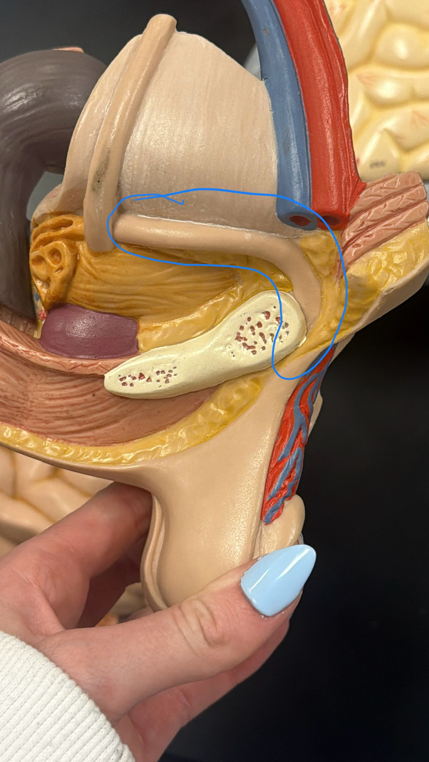 <p>name this structure</p>