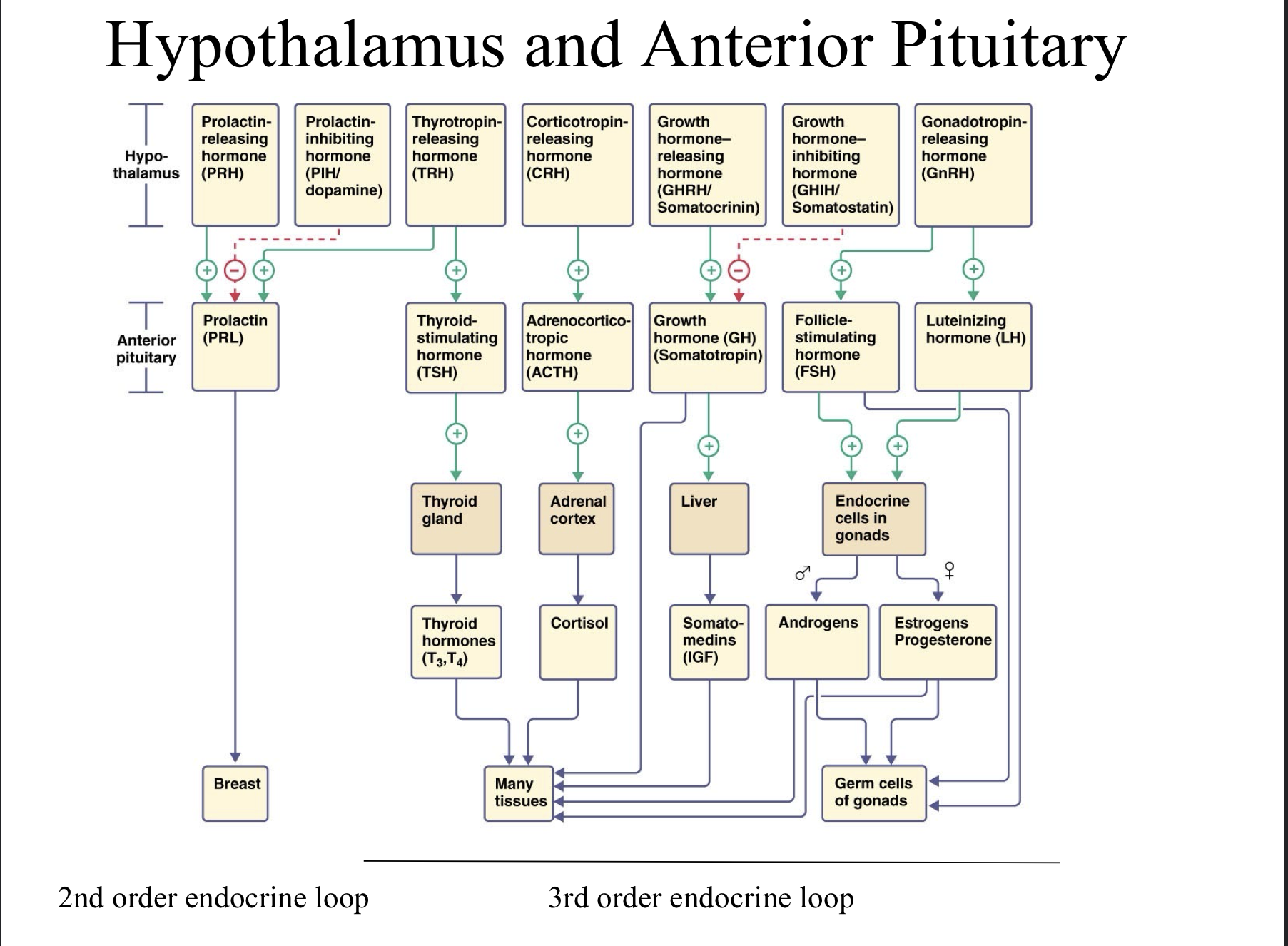 <p>Tropic Hormones come from the Hypothalamus</p><p>Be aware of activating and inhibiting hormones for PRL and GH. </p>