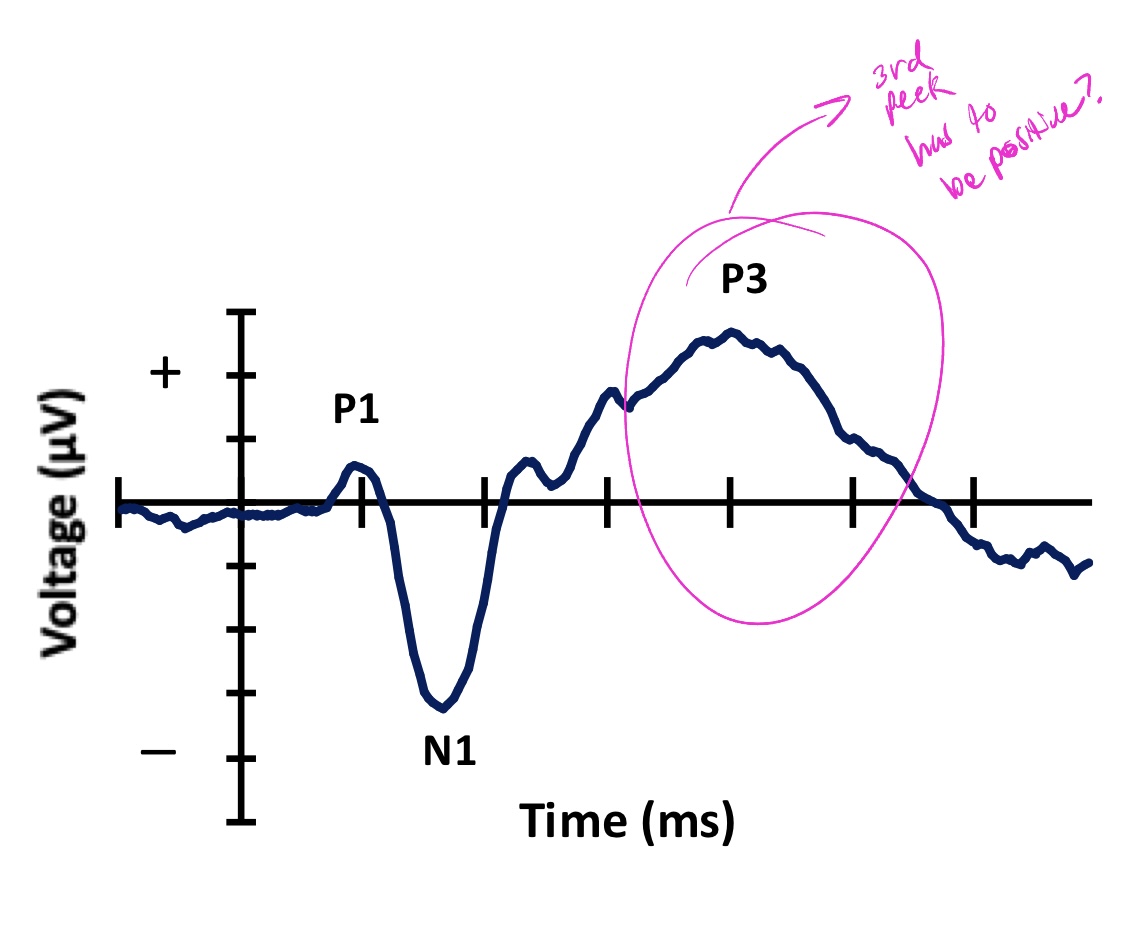 <ul><li><p>ERP components are typically labeled by their:</p><ul><li><p>polarity (negative or positive)</p></li><li><p>order or peak latency </p></li></ul></li><li><p>Example: the P3 component</p><ul><li><p>third positive deflection </p></li><li><p>sometime called P300 because it peaks around 300 ms after the stimulus </p></li></ul></li></ul><p></p>