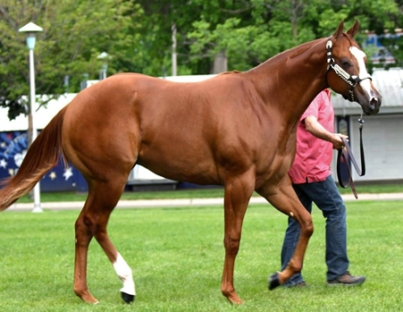 <p>quarter horses are popular in which sport?</p>