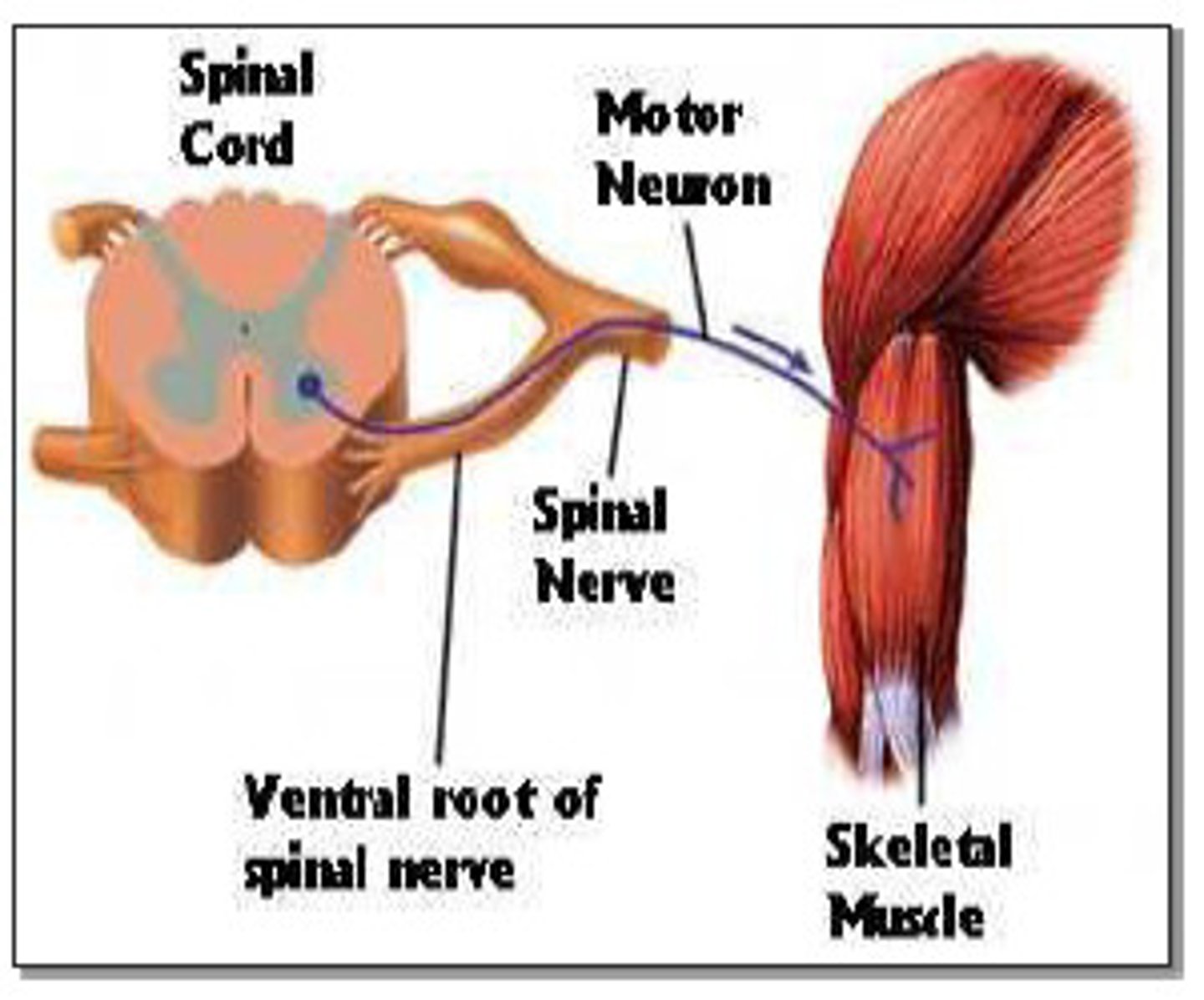 <p>Controls skeletal muscle</p>