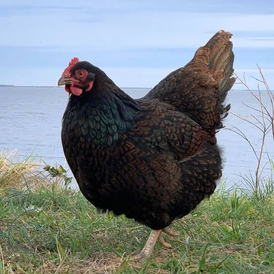 <p>wat voor ras is dit?</p>