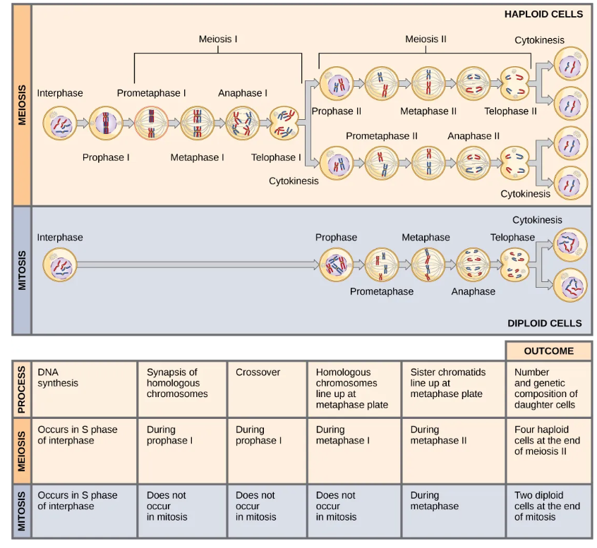 <p>Mitosis and meiosis, which are both forms of division of the nucleus in eukaryotic cells, share some similarities, but also exhibit distinct differences that lead to their very different outcomes. Mitosis is a single nuclear division that results in two nuclei, usually partitioned into two new cells. The nuclei resulting from a mitotic division are genetically identical to the original. They have the same number of sets of chromosomes: one in the case of haploid cells, and two in the case of diploid cells. On the other hand, meiosis is two nuclear divisions that result in four nuclei, usually partitioned into four new cells. The nuclei resulting from meiosis are never genetically identical, and they contain one chromosome set only—this is half the number of the original cell, which was diploid (Figure 7.6).</p><p>The differences in the outcomes of meiosis and mitosis occur because of differences in the behavior of the chromosomes during each process. Most of these differences in the processes occur in meiosis I, which is a very different nuclear division than mitosis. In meiosis I, the homologous chromosome pairs become associated with each other, are bound together, experience chiasmata and crossover between sister chromatids, and line up along the metaphase plate in tetrads with spindle fibers from opposite spindle poles attached to each kinetochore of a homolog in a tetrad. All of these events occur only in meiosis I, never in mitosis.</p><p>Homologous chromosomes move to opposite poles during meiosis I so the number of sets of chromosomes in each nucleus-to-be is reduced from two to one. For this reason, meiosis I is referred to as a <span><strong>reduction division</strong></span>. There is no such reduction in ploidy level in mitosis.</p><p>Meiosis II is much more analogous to a mitotic division. In this case, duplicated chromosomes (only one set of them) line up at the center of the cell with divided kinetochores attached to spindle fibers from opposite poles. During anaphase II, as in mitotic anaphase, the kinetochores divide and one sister chromatid is pulled to one pole and the other sister chromatid is pulled to the other pole. If it were not for the fact that there had been crossovers, the two products of each meiosis II division would be identical as in mitosis; instead, they are different because there has always been at least one crossover per chromosome. Meiosis II is not a reduction division because, although there are fewer copies of the genome in the resulting cells, there is still one set of chromosomes, as there was at the end of meiosis I.</p><p>Cells produced by mitosis will function in different parts of the body as a part of growth or replacing dead or damaged cells. They may even be involved in asexual reproduction in some organisms. Cells produced by meiosis in a diploid-dominant organism such as an animal will only participate in sexual reproduction.</p>