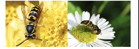 <p>A palatable species mimics the appearance of a TOXIC species </p>