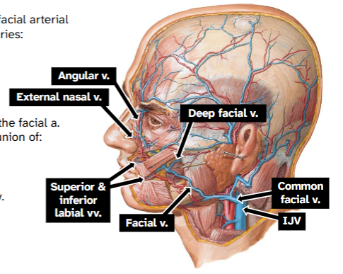 <p>Angular vein forms at medial canthi</p><p>Tributaries: external nasal, superior labial, deep facial, inferior labial vein</p>