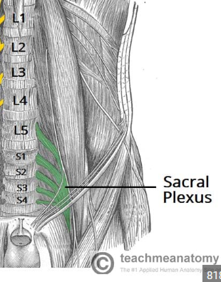 <ul><li><p>innervates the lower limb and glutes </p></li><li><p>major nerve = <strong>SCIATIC NERVE</strong></p></li></ul><p></p>