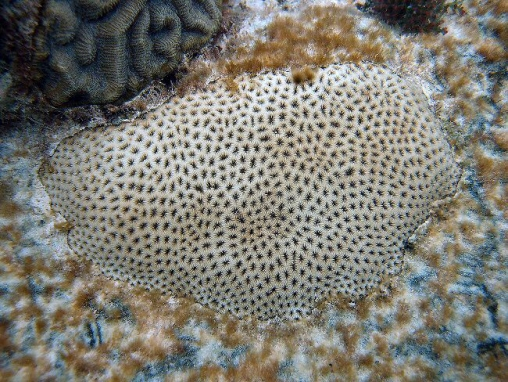 <p>Lesser starlet coral</p>