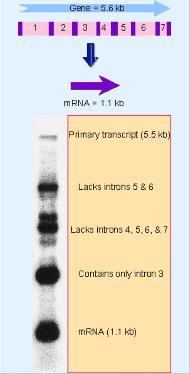 <p>They influence the splicing of the first and last introns, respectively.</p>