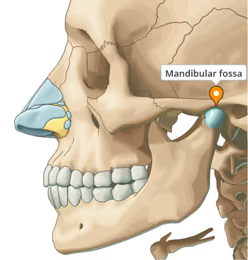 <p>Depression that articulates with the mandible</p>