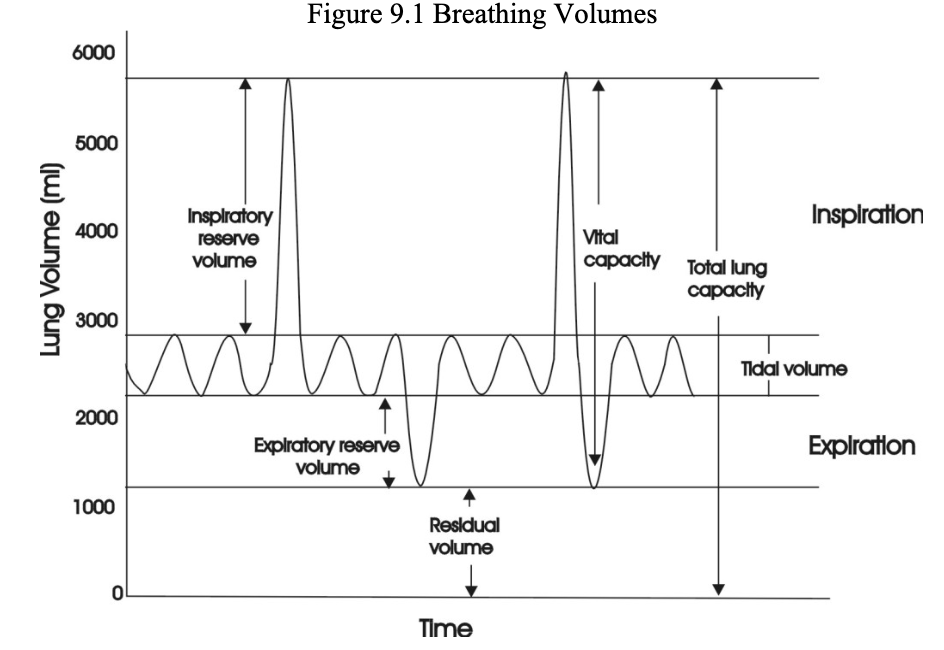 <ul><li><p>Tidal volume is about 500 mLs in males</p></li><li><p>normal resting respiratory rate is about 12-15 cycles per minute</p></li><li><p>minute volume = TV x RR</p></li><li><p>IRV = air inhaled past TV</p></li><li><p>ERV = air exhaled past TV</p></li><li><p>Vital Capacity = TV + IRV + ERV</p></li><li><p>Residual volume = air left in lungs</p></li><li><p>Total Lung Capacity = RV + VC</p></li></ul><p></p>