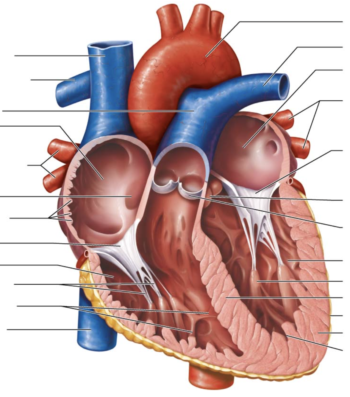 <p>fifth arrow on right</p>