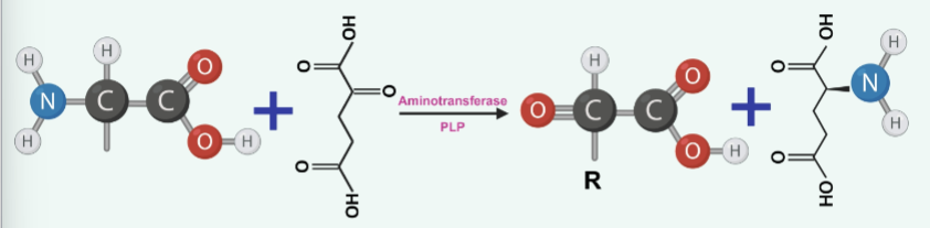 <p>-removal of amino group from amino acid which is transferred to a-ketoglutarate > this create an amino acid and a-keto acid</p><p>-ENZYME: aminotransferase/PLP B6 derivative</p><p>-Amino acid + α-ketoglutarate ⇌ α-keto acid + Glutamate</p>