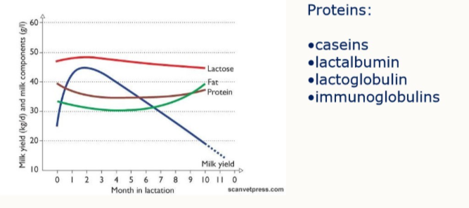 <ul><li><p>lactose remains at relatively high levles throughout</p></li><li><p>protein acts in a shallow u shape over time</p></li><li><p>protein remains fairly constant over time until around month 11 when fat content becomes greater</p></li></ul><p></p>