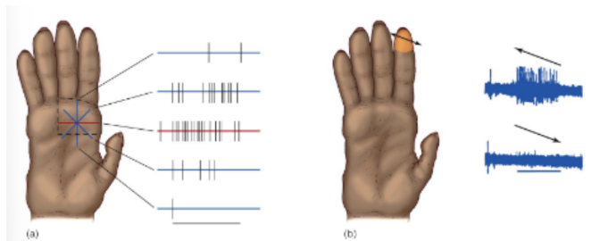 <p><u>for tactile object perception </u><strong><u>in S1 for feature detection: orientation &amp; movement</u></strong></p><p>for L pic, this neuron responds best when the __  <strong><u>oriented edge </u></strong>is presented/stimulated on the monkey’s hand</p><p>for R pic, this neuron responds best when the stimulus <strong><u>moves </u></strong>across the fingertip from __ to __</p><p>__</p><p>t/f: the <u>somatosensory cortex has</u><strong><u> lateral inhibition</u></strong> (where adjacent activated neurons can inhibit the activity of an activated neuron), <u>as does the other levels of the somatosensory pathway</u>, in order <strong><u>to sharpen contrast of inputs</u></strong></p>