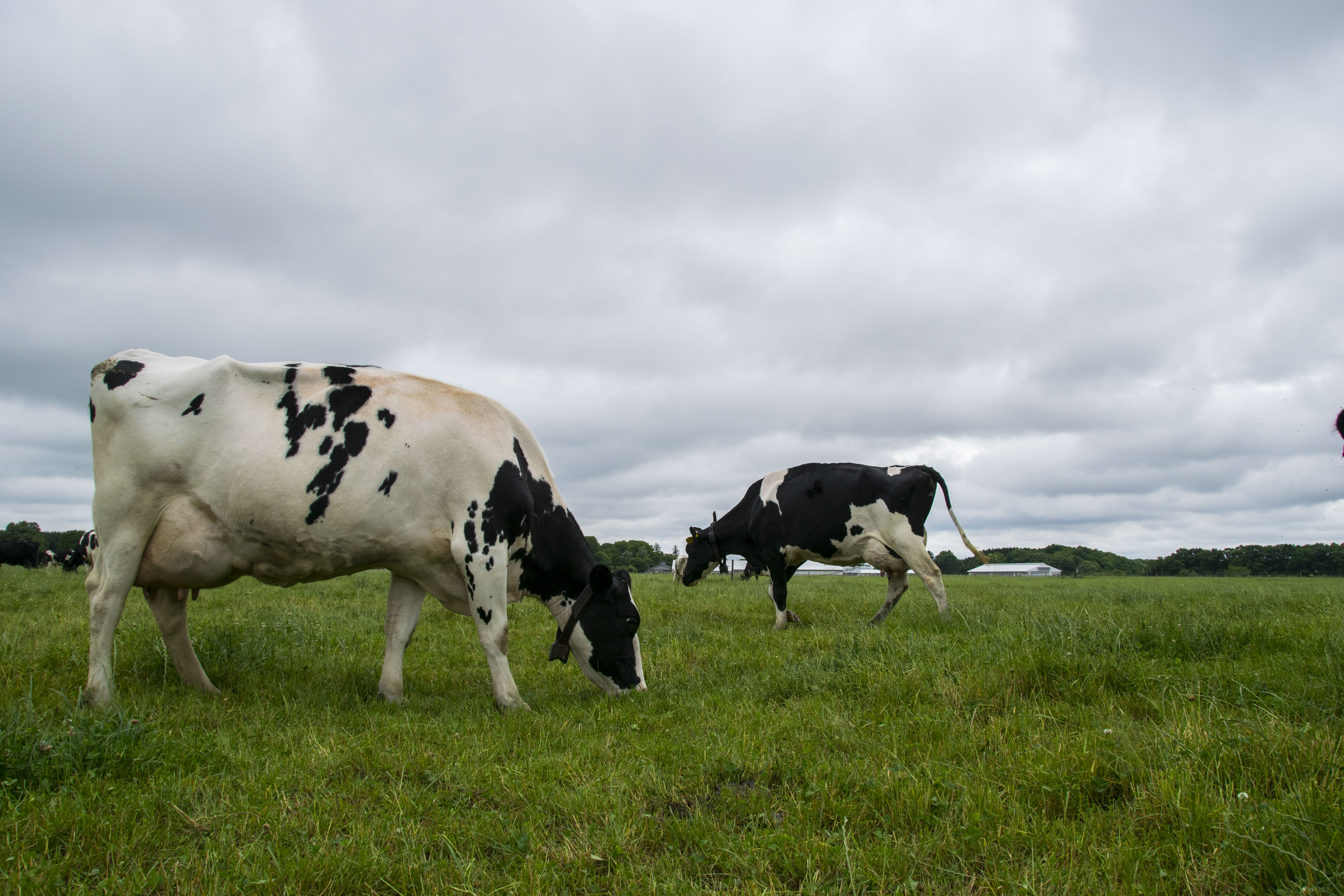 <p><span>__ se pasou (they are grazing (the cows (f)))</span></p>