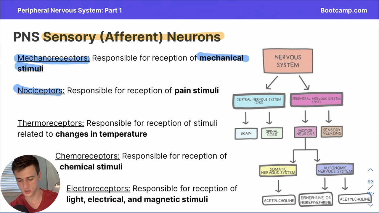 <p>Responsible for reception of stimuli related to <strong>changes in temperature</strong></p>