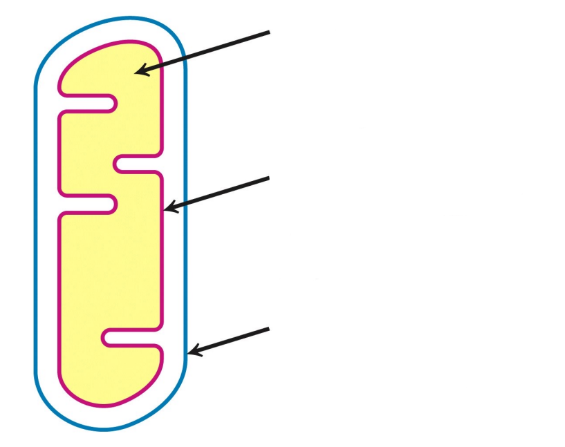 <p>Label the following arrows</p>