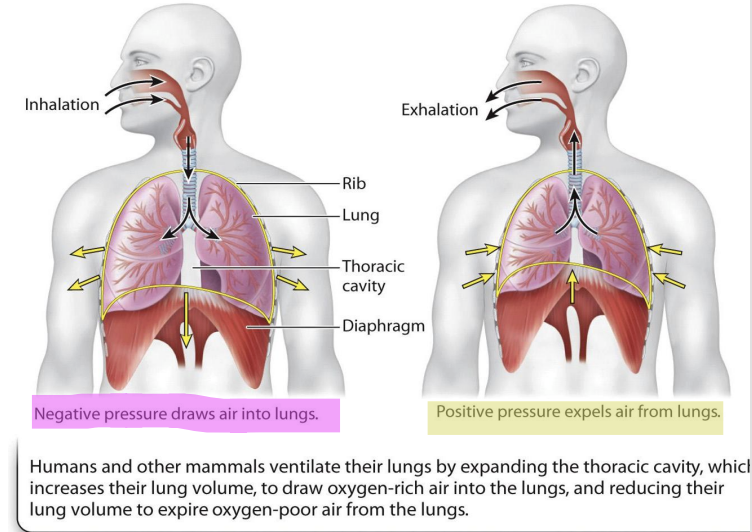 <ul><li><p><span style="background-color: inherit; line-height: 19.55px; color: windowtext;">Lungs expand –> initiation of inhalation is triggered by contraction of diaphragm</span><span style="line-height: 19.55px; color: windowtext;">&nbsp;</span></p><ul><li><p class="Paragraph SCXO161906764 BCX0" style="text-align: left;"><span style="background-color: inherit; line-height: 19.55px; color: windowtext;">Diaphragm = largest muscle in human body</span><span style="line-height: 19.55px; color: windowtext;">&nbsp;</span></p></li><li><p class="Paragraph SCXO161906764 BCX0" style="text-align: left;"><span style="background-color: inherit; line-height: 19.55px; color: windowtext;">When it contracts -> pulls the thoracic cavity and expand it -> creates negative pressure in the lungs</span><span style="line-height: 19.55px; color: windowtext;">&nbsp;</span></p><ul><li><p class="Paragraph SCXO161906764 BCX0" style="text-align: left;"><span style="background-color: inherit; line-height: 19.55px; color: windowtext;">Pressure from high pressure moves to low concentration</span><span style="line-height: 19.55px; color: windowtext;">&nbsp;</span></p></li></ul></li><li><p class="Paragraph SCXO161906764 BCX0" style="text-align: left;"><span style="background-color: inherit; line-height: 19.55px; color: windowtext;">Air from inhalation moves into the lungs -> alveoli where gas exchange take place</span><span style="line-height: 19.55px; color: windowtext;">&nbsp;</span></p></li><li><p class="Paragraph SCXO161906764 BCX0" style="text-align: left;"><span style="background-color: inherit; line-height: 19.55px; color: windowtext;">When lungs filled with air -> pressure changes -> exhale the air needed (contains CO2 -> exhalation)</span><span style="line-height: 19.55px; color: windowtext;">&nbsp;</span></p></li></ul></li></ul><p></p>