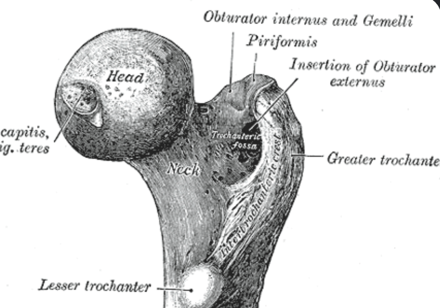 <p>A very large, blunt projection found only on the femur</p><p>The greater _____ is on the upper outer side of the femur near the hip</p>