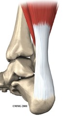 <p>CALCANEUS /heel of foot</p>