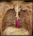 <p>What is this called? Artery or vein?</p>