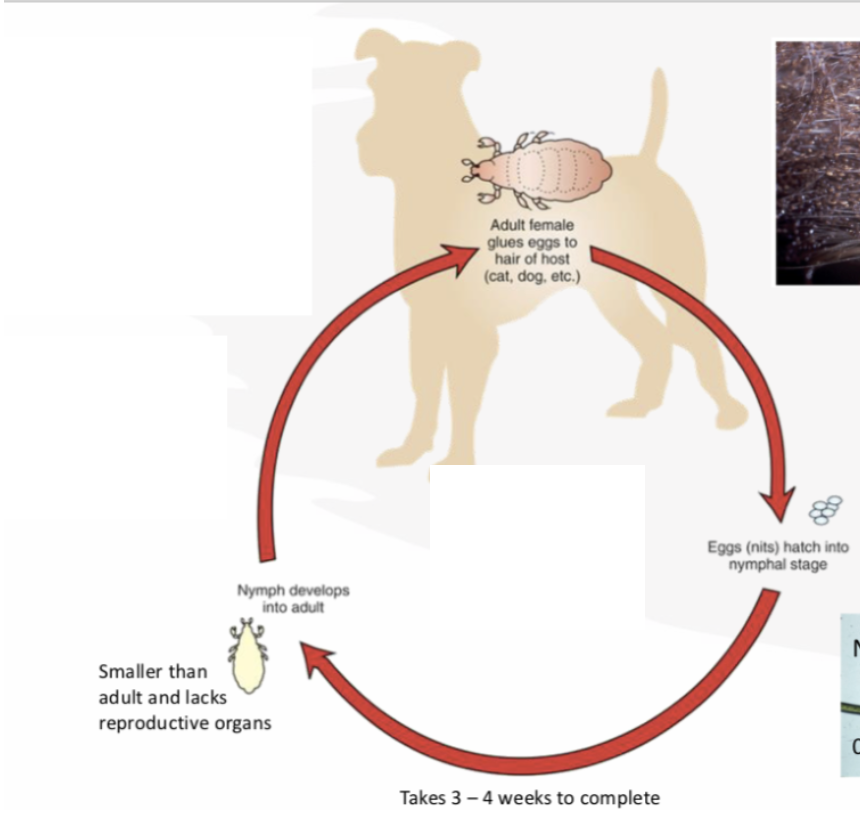 <p>What anthropod is this life cycle for?</p>