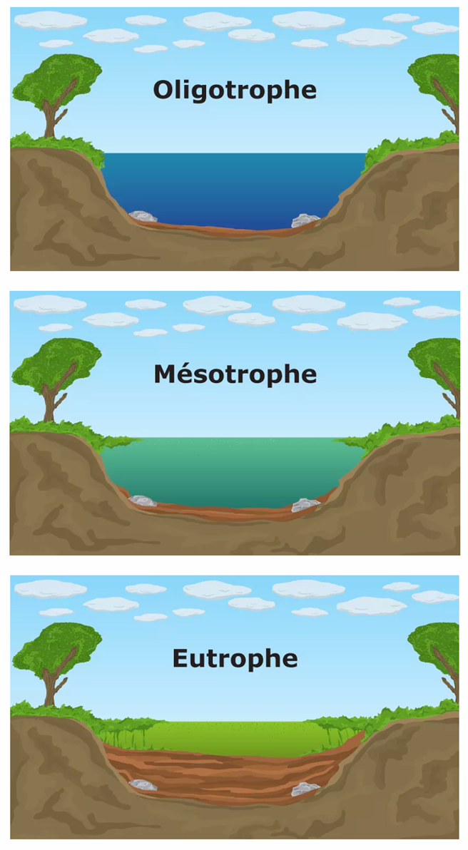 <ul><li><p>Oligotrophe : peu de nutriments → eau claire, faible phytoplancton, faible végétation aquatique, productivité faible. Souvent lacs d’origine glaciaire (ex : montagnes). Milieu pauvre en N et P.</p></li><li><p>Mésotrophe : nutriments modérés, développement normal du phytoplancton et flore aquatique, chaîne alimentaire stable. État intermédiaire pouvant durer longtemps.</p></li><li><p>Eutrophe : trop de nutriments → eau trouble/verdâtre, forte production de phytoplancton et algues, dépôts organiques importants, risque de déficit en O₂ (anoxie), mortalité des poissons et comblement progressif.</p></li></ul><p></p>