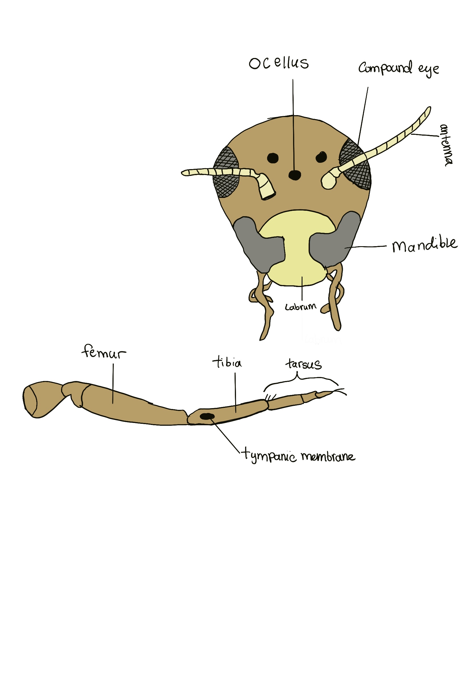<p>3 “simple eyes betwee nthe compound eyes, used to differentiate between light and dark</p>
