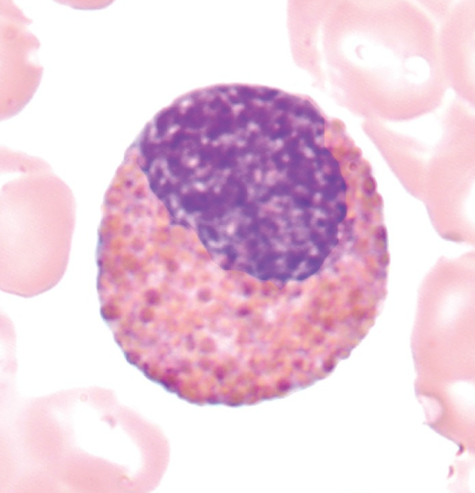 <p>What WBC precursor is this?</p>