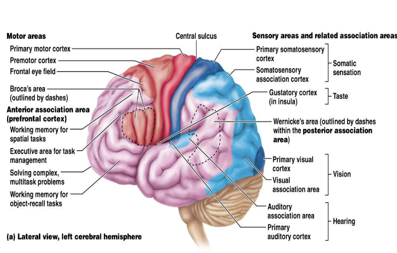 <ul><li><p>Precentral gyrus of the frontal lobe</p><ul><li><p>Precise, skilled voluntary movements</p></li></ul></li></ul><p></p>