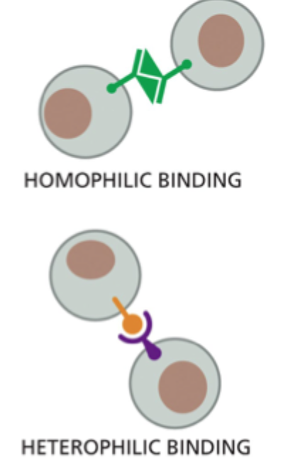 <p>De har én eller flere <strong>Ig-lignende domæner</strong> og medierer ofte <strong>Ca²⁺-uafhængig</strong> celle-celle-adhæsion.</p>