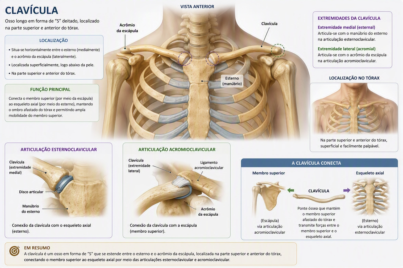 <ul><li><p>clavicle</p></li></ul><ul><li><p class="has-focus">it is located between the sternum and the acromion of the scapula in the upper and anterior part of the thorax, connecting the upper limb to the axial skeleton</p></li></ul><p></p>