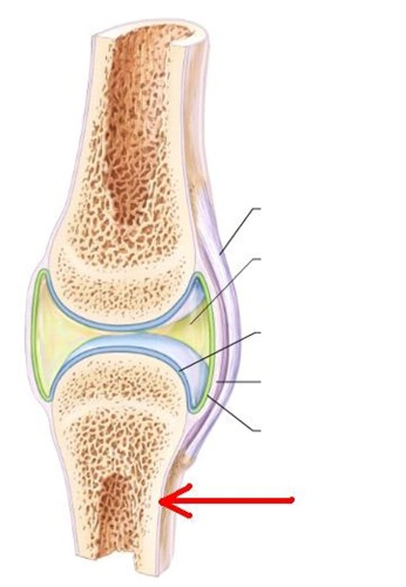 <p>Outer covering of bone; anchors tendons/ligaments.</p>