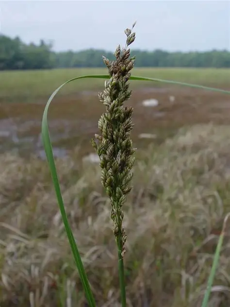 <p>manna grass</p>