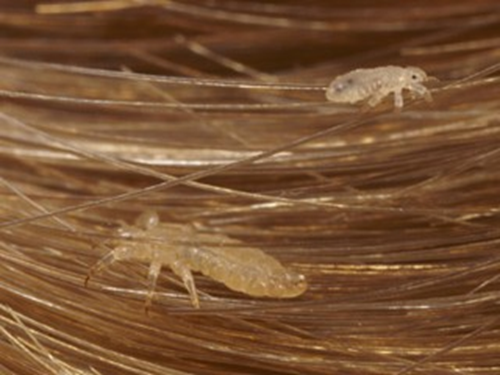 <p><span><strong><span>head lice </span></strong></span></p><p><span><span>a disease causing arthopod</span></span></p>