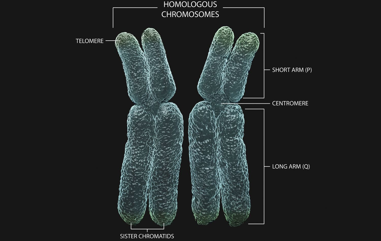 <p>a pair of chromosomes that contain the same genes</p><p>one chromosome is inherited from the mother and the other from the father</p>
