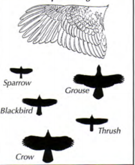 <p>The ability to change direction or move through space easily; associated with elliptical wings that are short, rounded, and have a low aspect ratio.</p>