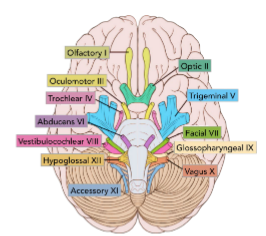 <p>12 - Olfactory Optic Oculomotor Triochlear Trigeminal Abducans Facial Vestibulocochlear Glossopharyngeal Vagus Accessory Hypoglossal </p>