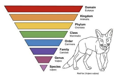 <ul><li><p>The primary system used to classify and organize living things</p></li><li><p>Organisms are grouped into categories based on similarities (traits, DNA, behavior, etc.)</p></li><li><p>A group at the same classification/taxonomic level = taxon</p></li><li><p>A clade is a group that includes a common ancestor and all of its evolutionary descendants</p></li></ul><p></p>