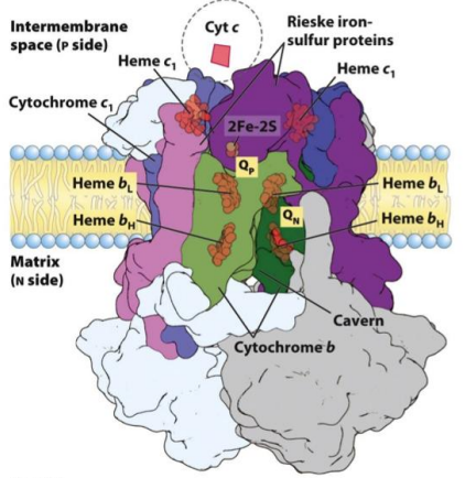 <p>Izmanto 2 elektronus no QH<sub>2</sub>, lai reducētu divus citohromus.</p><p>Struktūrā ir Fe-S centri, citohroms <em>b </em>un citohroms <em>c</em></p><p>Ubikvinolu oksidācija Q ciklā ļauj pārvietot četrus protonus starpmembrānu telpā.</p>