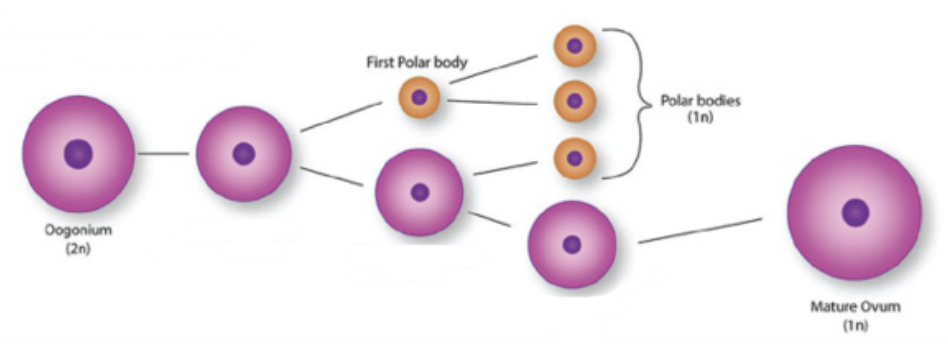 <p>polar bodies received after two cell divisions contain much less cytoplasm and degenerate, while the larger cell continues to mature into an ovum with enough stored food in its cytoplasm</p>