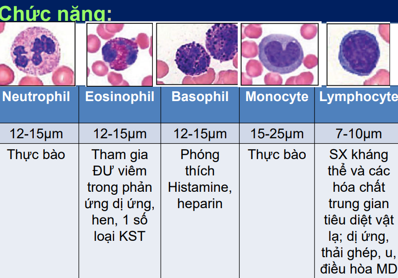 <p>Chi tiết bên phần mô học</p>