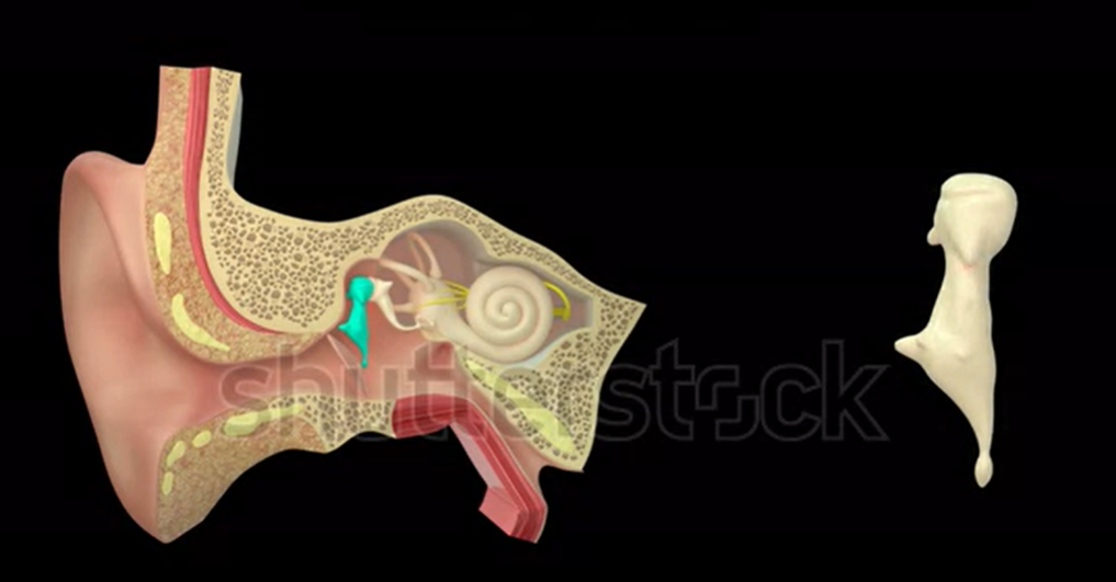 Which bone is this?