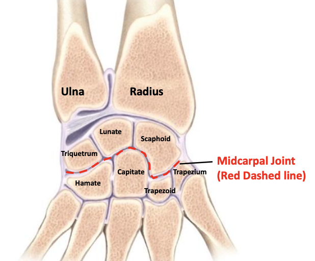 <p>A functional articulation formed between the proximal and distal rows of carpal bones</p>