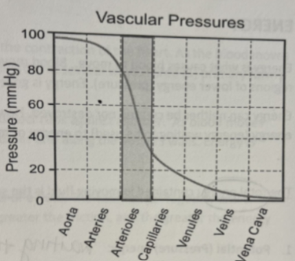 <p><span style="background-color: transparent;">There is a significant drop in _____ at the arteriole/capillary level due to increased _____. </span></p><p><span style="background-color: transparent;">Why? Because there needs to be a decreased _____ and slowing of fluid at the level of the capillaries in order for nutrient exchange to happen effectively. Also, capillaries have very thin walls and would not be able to sustain high _____ or high _____.</span></p>
