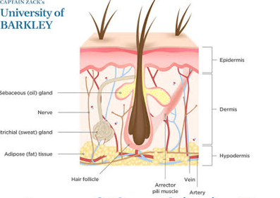 <p>hairshaft, pili-arector mm, sebaceous/ oil gland, hair follicle, nerve fiber, vein, nerve, artery, sweat/sudoriferous gland, sensory nerve ending for touch (epidermis, dermis, hypodermis)</p>