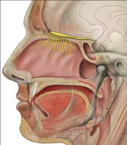 <p>Cranial Nerve No. 1 </p>
