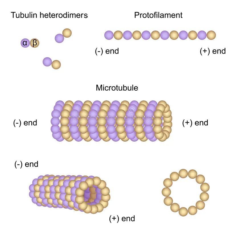 <ol><li><p>Las tubulinas se ensamblan en pares longitudinalmente (Alfa y beta) Formando un dimero</p></li><li><p>Se ensamblan varios pares de forma longitudinal dependiendo la polaridad formando un Protofilamento </p></li><li><p>Se ensamblan lateralmente 13 protofilamentos de forma que alfay alfa quedan una a lado de la otra dando como resultado un MICROTUBULO.</p></li></ol><p></p>